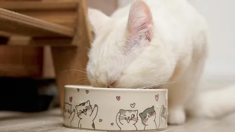 A white kitten's cat eats food from a bowl at home Stock Footage 329234285