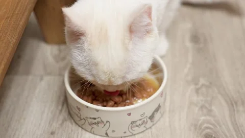 A white kitten's cat eats food from a bowl at home Stock Footage 329234296