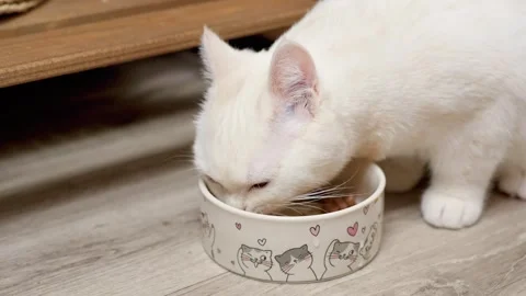A white kitten's cat eats food from a bowl at home Stock Footage 329234304