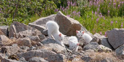White kittens playing between rocks. Stock Photos