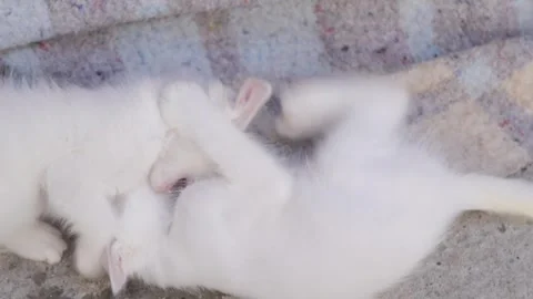 White kittens playing outside and being cute. Stock Footage 280235284