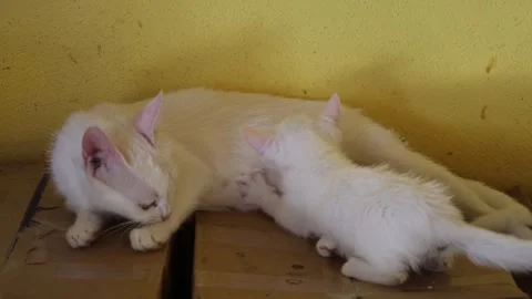 White kittens resting and playing on a yellow surface, possibly a blanket or Stock Footage 341975840