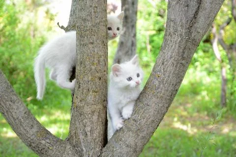 White kittens on the tree. Stock Photos