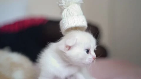 White kitty Scottish fold Stock Footage 151653873