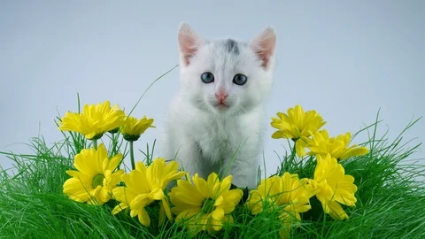 White kitty sitting in yellow flowers on the grass, meows Stock Footage 91720076