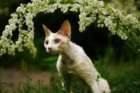 White kitty in the woods Stock Photos