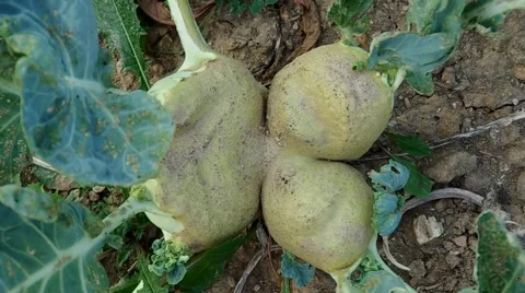 White kohlrabi Stock Footage 55219578