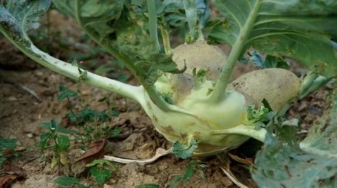 White kohlrabi Stock Footage 55219597