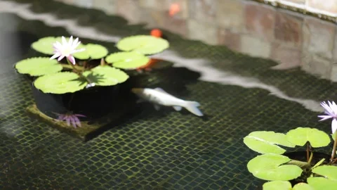 The White Koi Fish Stock Footage 104763867