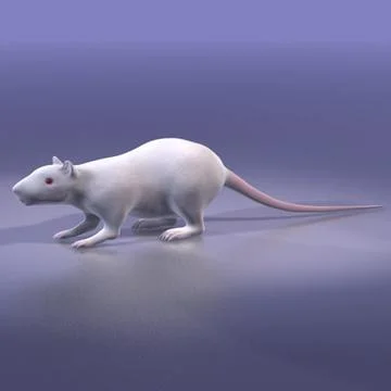 White Lab Rat 3D Model