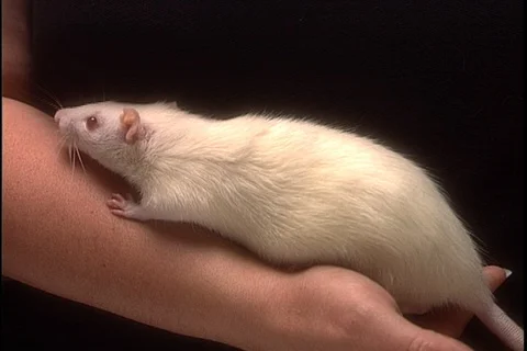 White lab rat sitting quietly on a person's arm. Stock Footage 86753506