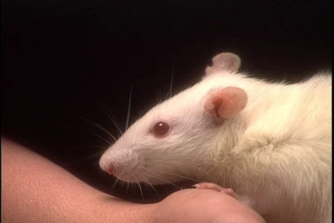 White lab rat sitting in someone's hand, it sniffs at the air. Stock Footage 86753508