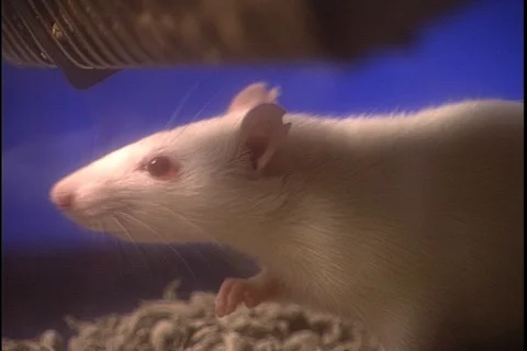White lab rat sniffing at the air. Stock Footage 86753487