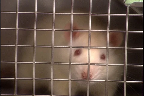 White lab rat sniffing at bars of cage. Stock Footage 86753486