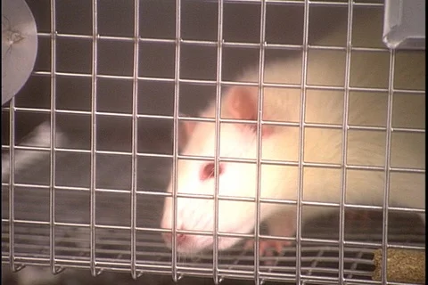White lab rat sniffs at the bars of its cage. Stock Footage 86753467