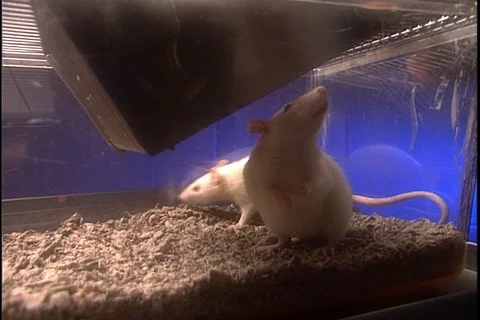 White lab rats in container in Boston lab. Hand reaches in and removes one Stock Footage 86753489