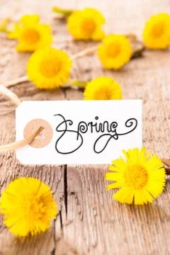 White Label, Dandelion, Calligraphy Spring, Wooden Background Stock Photos