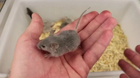 White Laboratory Mice in Cage Stock Footage 336183538