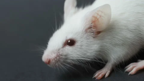 White laboratory mouse on black background closeup. Stock Footage 101226332