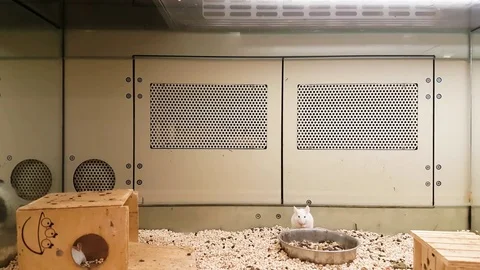 White laboratory mouse in cage Video stock 82263590
