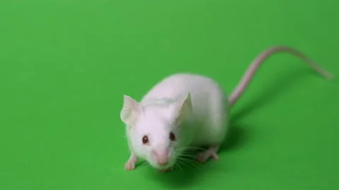 White laboratory mouse on a green background. Concept - animal experiments Video stock 101221595