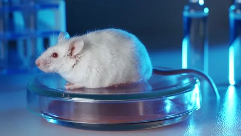 White laboratory mouse in a microbiological laboratory. Mouse on the background Video stock 130888954