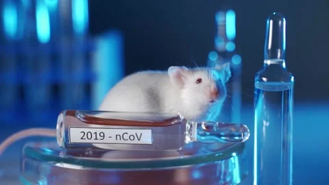 White laboratory mouse in a modern laboratory. The concept is the creation of a Stock Footage 130889032