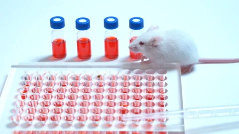 White laboratory mouse on the table in the laboratory. On a white background Stock Footage 98586161