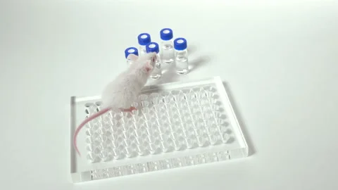 White laboratory mouse on a white background Stock Footage 87648492