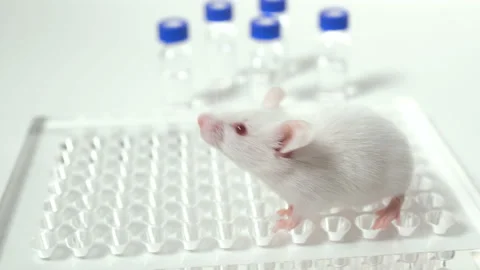 White laboratory mouse on a white background with a rack and vials Video stock 87648514
