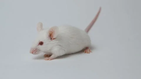 White laboratory mouse on a white background Stock Footage 92493659