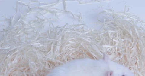 White laboratory rat sitting in a plastic lab container Stock Footage 130997293