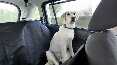 White Labrador Enjoys Road Trip Stock Footage 288832565