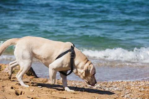 A white Labrador in a harness is looking for something in the sand on the beach Stock Photos