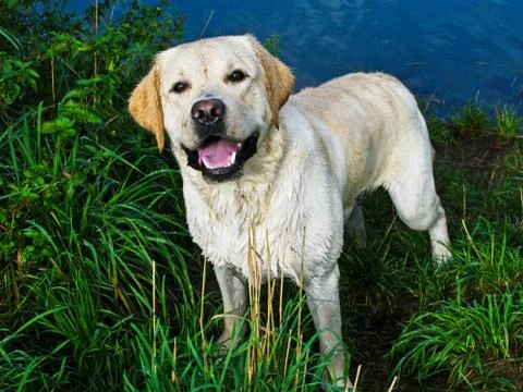 White labrador pet Stock Photos