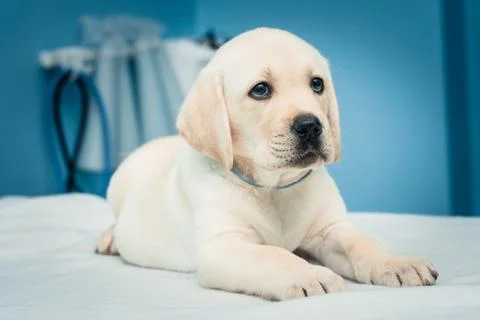 White labrador Stock Photos