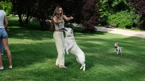 White labrador retriever jumping to catch a ball Stock Footage 345311861