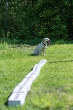 White Labrador Retriever waiting for command to search for hidden object Fotos de archivo