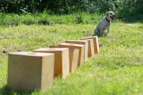 White Labrador Retriever waiting for command to search for hidden object Фото