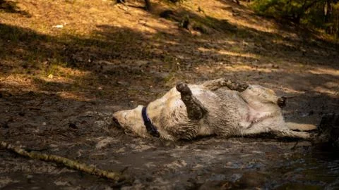 White labrador rolls in mud puddle. Stock Photos