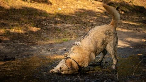 White labrador rolls in mud puddle. Stock Photos