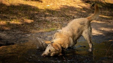 White labrador rolls in mud puddle. Stock Photos