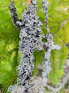 White lace moss grows on a tree branch, green pine needles are visible in the Stock Photos