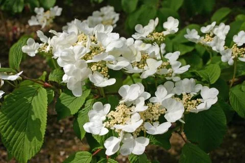 White lacecap Hydrangea flowers Stock Photos