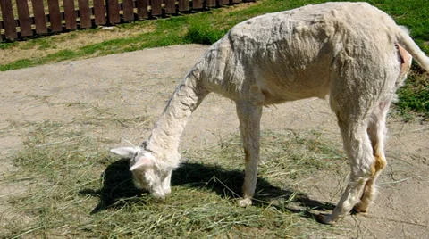 White lama eats dry grass Stock Footage 39351165