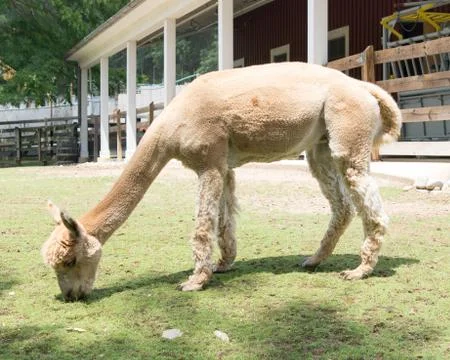 White Lama Stock Photos