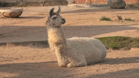 White lama is resting Stock Footage 79547421