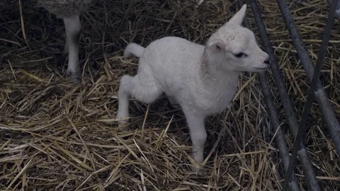 A white lamb in a barn 스톡 동영상 112336426