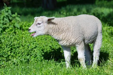 White lamb bleating and calling mother in meadow Stock Photos