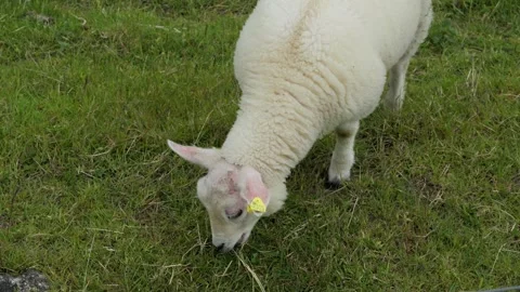 White lamb eating grass in a green meadow Stock Footage 337737461